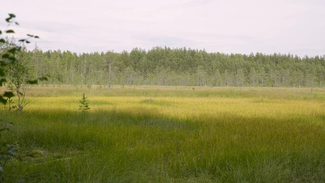Экологическая тропа Сестрорецкое болото смотреть онлайн