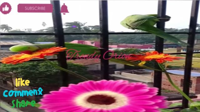 Parrot Eating Gerbera Flower/Bird Eating Flower/Parrot Video Most Lovely Experience - Trendy Orion смотреть онлайн