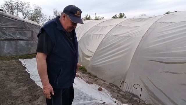 Найпростіший, ефективний спосіб боротьби з блошкою, капустною мухою, білокрилкою