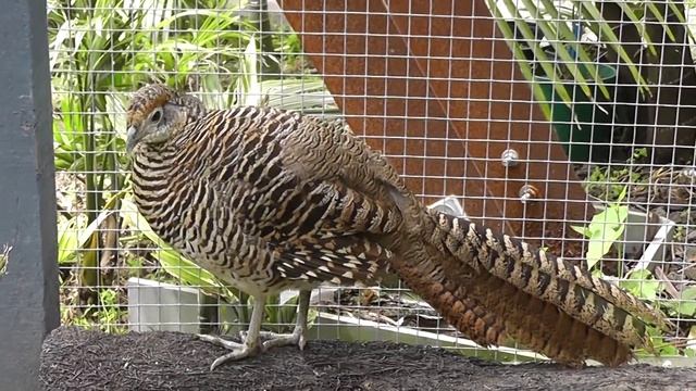 Female Lady Amherst Pheasant @ The Pheasantasiam смотреть онлайн