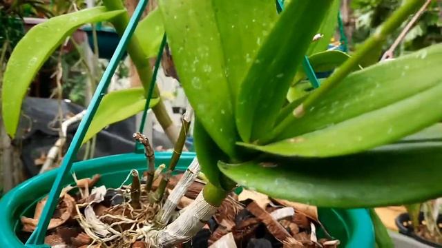 Dandrobuim burana pink stripe orchid | M&K смотреть онлайн