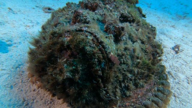 Египет. Шарм-эль-Шейх. Дайвинг 2020. Бородавчатка. Рыба-камень. смотреть онлайн