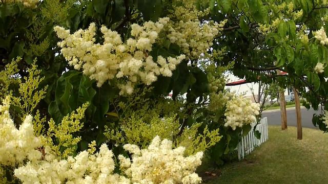 Bees and lilacs смотреть онлайн