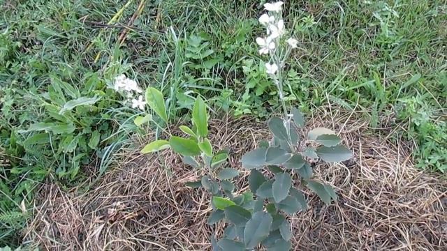 Ирга канадская зацвела второй раз - что делать? смотреть онлайн