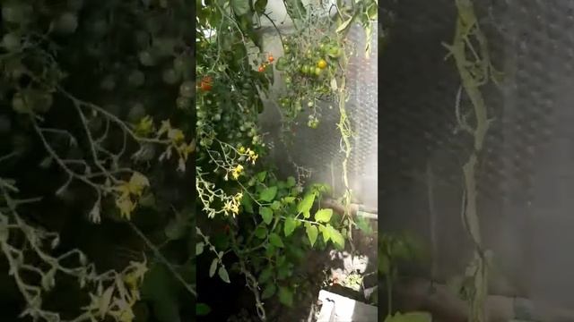 Вы ахнете. Скошенная трава лучшее удобрение для помидор. смотреть онлайн