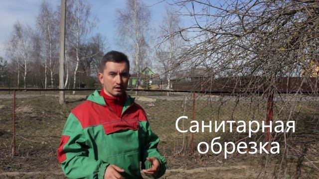 Как обрезать яблони. Теоретические основы обрезки (Краткое руководство) смотреть онлайн