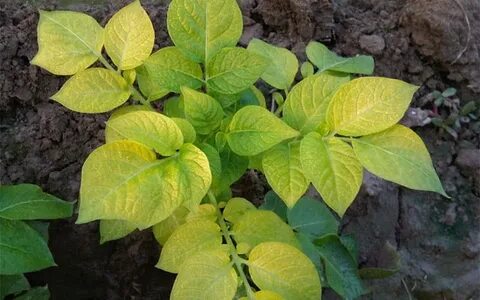 Нехватка азота. Как определить. Где растениям взять азот