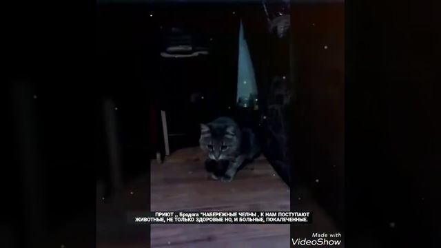 Бродяга приют не государственный . ссылка на приютhttps://vk.com/priyut_brodyaga_chelny смотреть онлайн