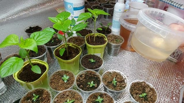 Полив, подкормка Эустомы, острого перца. Дальнейшие действия.