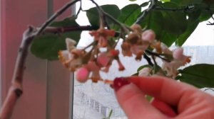 Сумашедшее цветение Помело Ноябрь бергамот цитрусы Будут цвести как бешенные делайте как я!