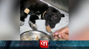 «ЧП»: 30 мая 2022 года | «Чрезвычайное происшествие» на НТВ