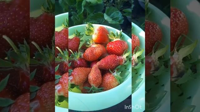 #Альбион /Земляника/Ремонтантная/Крупноплодная/Сорт Альбион/ смотреть онлайн