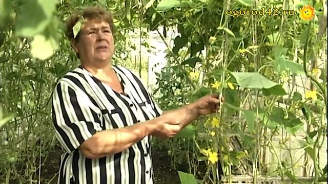 Что нужно огурцам? Посев, уход, обрезка смотреть онлайн