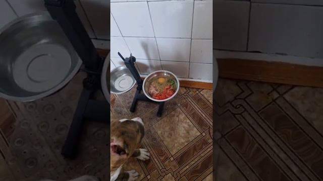 А чем обедает ваш хвостик🤔 смотреть онлайн