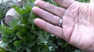 Хризантемы.  Черенкование хризантем.  Посадка черенков.