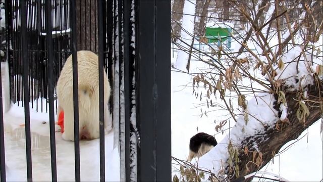 Белый медведь Ростик и его друг-собака. Общий ужин. 21.11.18 г. смотреть онлайн