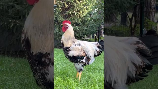 Петух Юрловский 6 месяцев смотреть онлайн