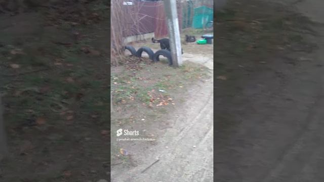 0.46.¥€.×402.DARICK.УЛИЦА БЕГ. 25.01. 2024.PROPHET. SHCHERBAKOV. ЩЕРБАКОВ АРТЕМ. DOG. СОБАКА.