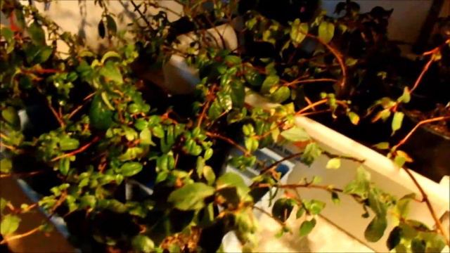 97. Overvintring fuksia og pelargonia смотреть онлайн