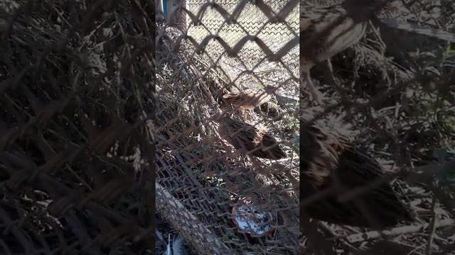 Дикий коростель становится домашним смотреть онлайн