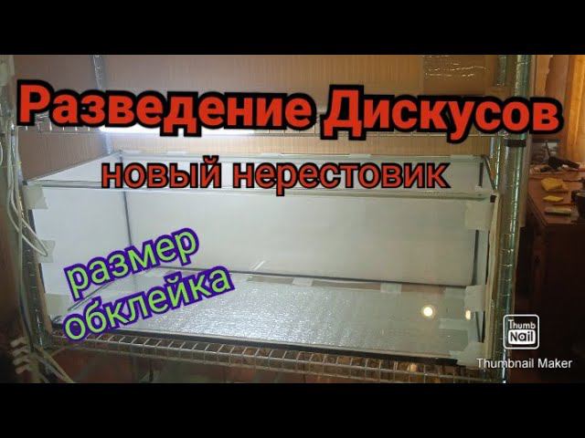 Нерестовики для Дискусов вместо тернеций #aquarium #аквариум #дискусы смотреть онлайн