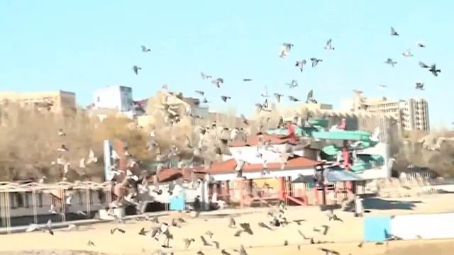 Феодосия, Крым. Птицы в замедленной съемке - beregfeo.com смотреть онлайн
