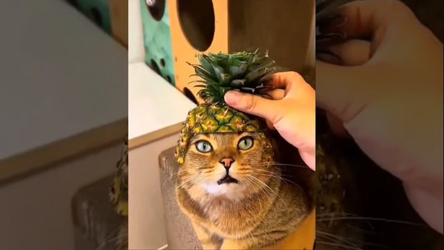 Новый король смотреть онлайн