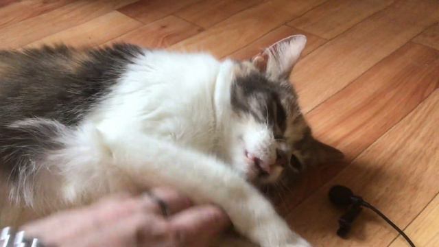 Милая кошка Нюша громко мурчит | Cute cat purrs | ASMR смотреть онлайн