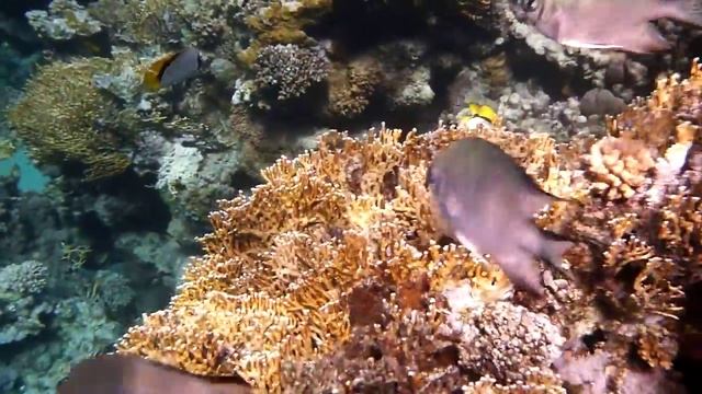Пробы подводной съемки фотоаппаратом в кораллах смотреть онлайн