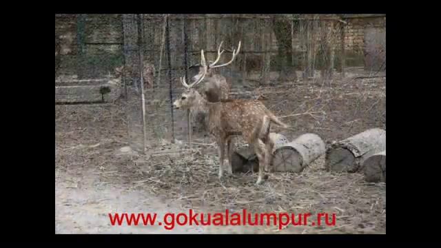 ZOO NEGARA, Зоопарк Куала Лумпура смотреть онлайн