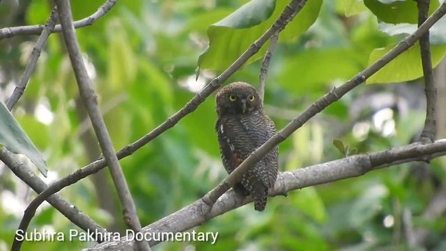 // Jungle Owlet // Glaucidium radiatum // смотреть онлайн