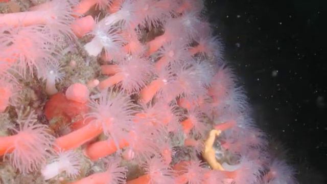 Chilean Fjord, Sea Anemones смотреть онлайн