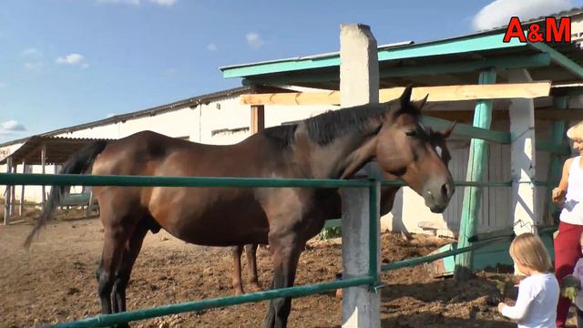 Что едят телята? Колхозная ферма. смотреть онлайн