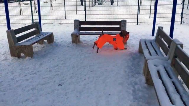 Питбуль Тиффани на прогулке) смотреть онлайн
