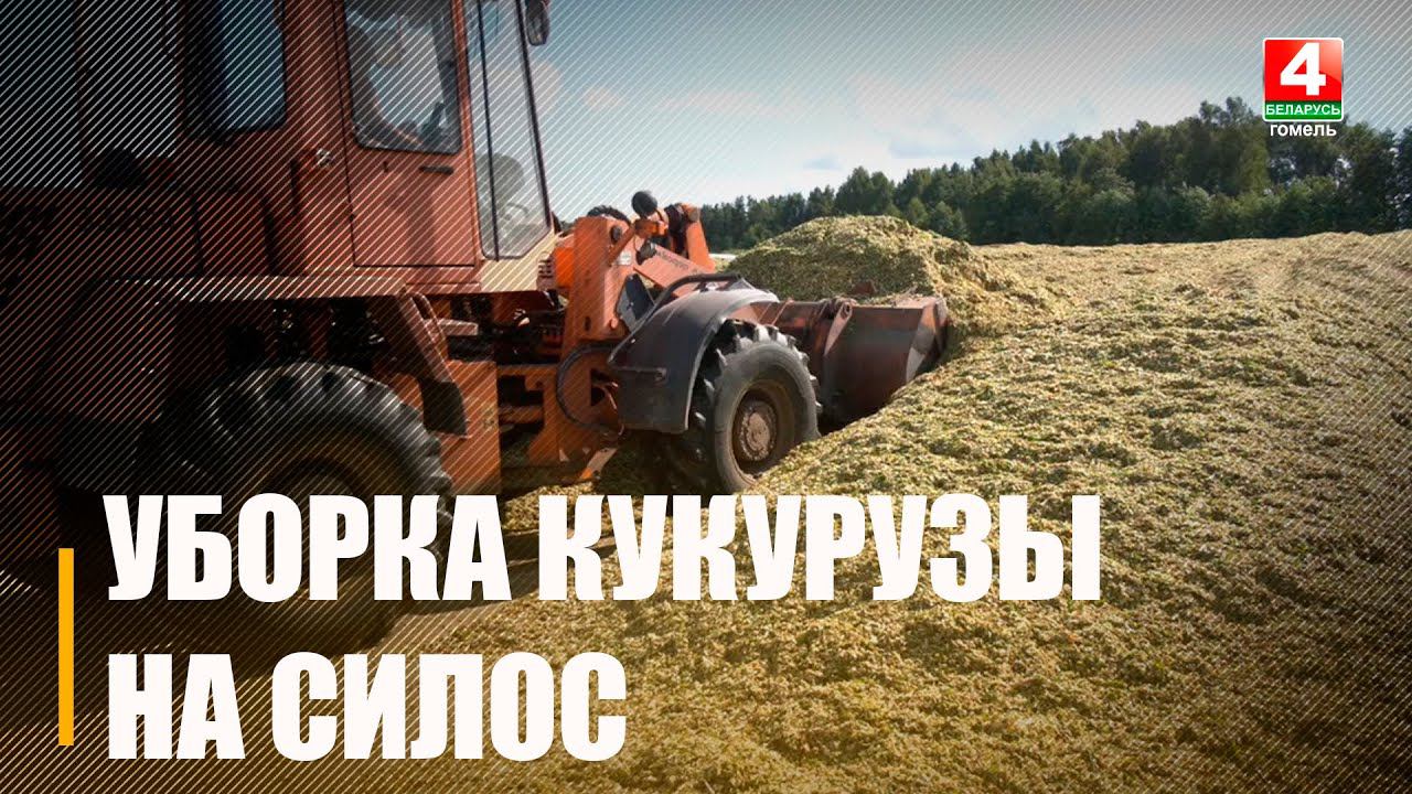 На Гомельщине началась уборка кукурузы на силос смотреть онлайн