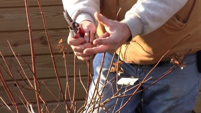 Hydrangea Vanilla Strawberry