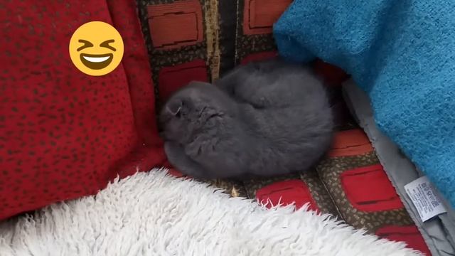 Шотландский вислоухий кот смотреть онлайн