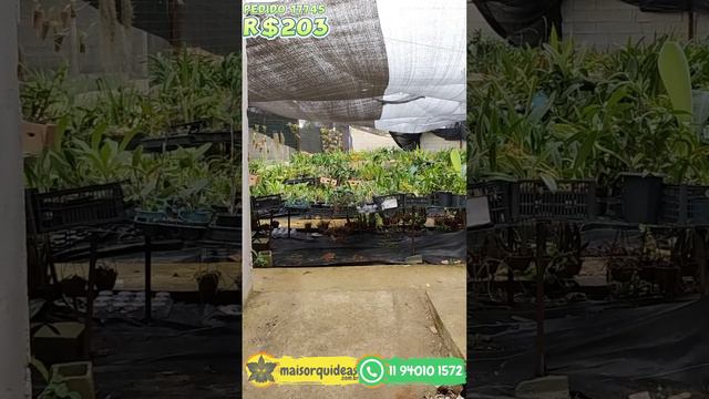 CLIENTE COMPROU 203 REAIS EM ORQUÍDEAS PEDIDO17745(1) смотреть онлайн