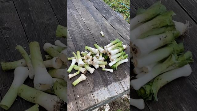 Утро понедельник