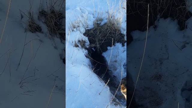 Добывание карсака с ягдтерьером смотреть онлайн