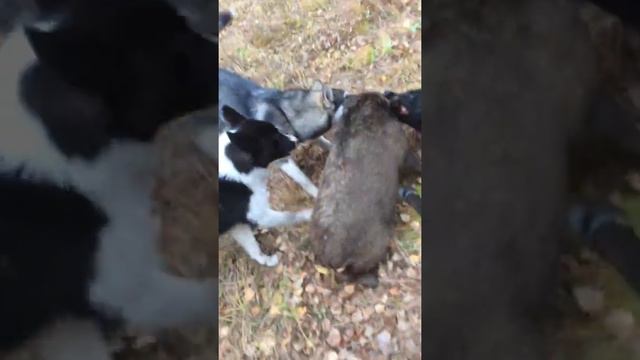 Молодые собаки держут кабана смотреть онлайн