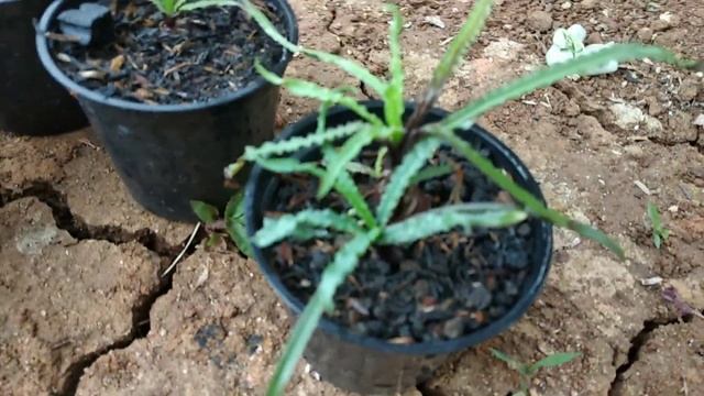 Ledebouria Crispa union Family, Propagation and tips . смотреть онлайн
