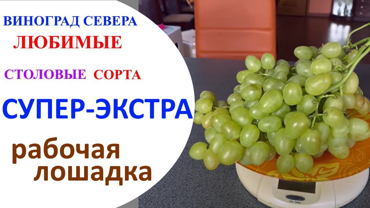 Виноград Супер Экстра в северном Подмосковье или рабочая лошадка от Павловского