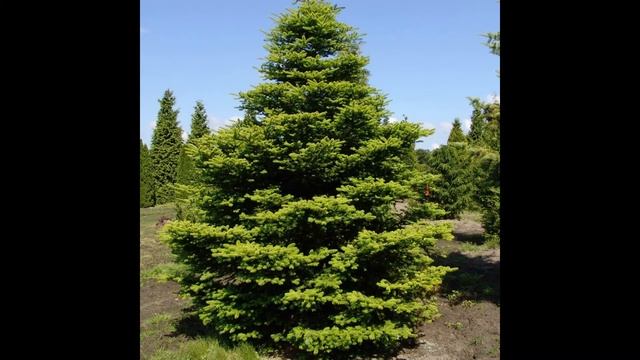 Ясень, пихта, каштан, клен Урок № 6 смотреть онлайн