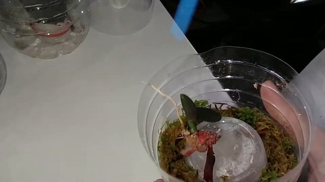 ЛУЧШИЙ СПОСОБ РАЗМНОЖЕНИЯ ОРХИДЕЙ | ПРОСТОЙ СПОСОБ смотреть онлайн