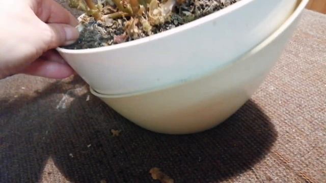 Бегония вечноцветущая! Пересадка, обрезка! смотреть онлайн