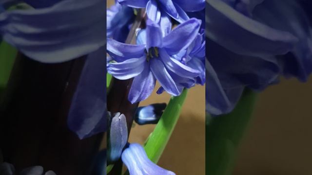 @flowerszoneforever Hyacinth in beautiful bloom смотреть онлайн