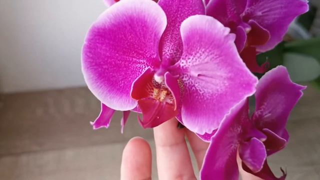 Жемчужина Императора бабочка - домашнее цветении орхидеи Emperor jewel peloric смотреть онлайн