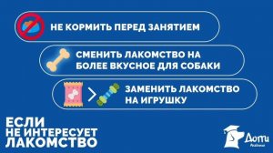Курс дрессировки собак «Управляемая Городская Собака». Правила дрессировки собак. 1 урок.