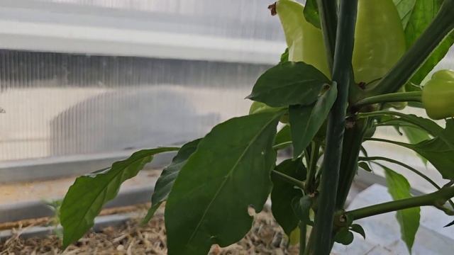 Острый перец ?. Формирование. Короный цветок.